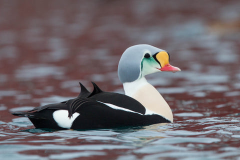 Male king eider