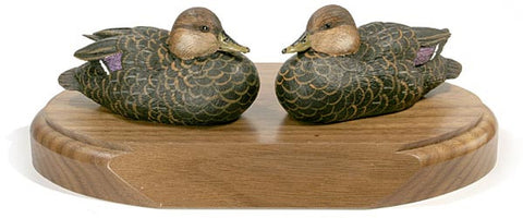 American Black Ducks with Lowered Head on a Base