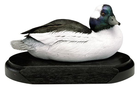 Bufflehead Duck with Tilted Head on a Base