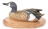 Straight Head Blue-winged Teal on a Base