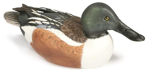 Northern Shoveler with Lowered Head
