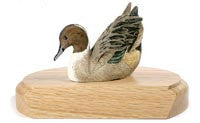 Northern Pintail with Opened Wings on a Base