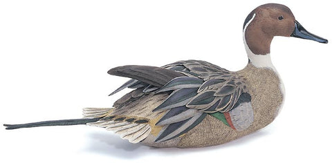 Straight Head Northern Pintail