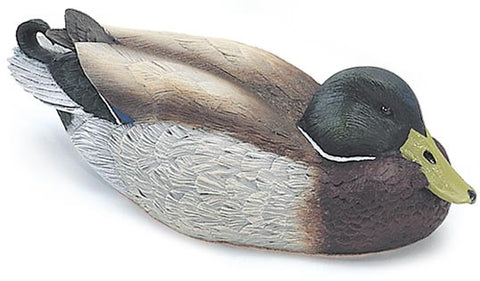 Mallard Duck with Lowered Head