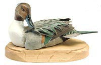 Northern Pintail with Tilted Head
