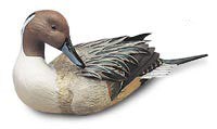 Northern Pintail with Tilted Head