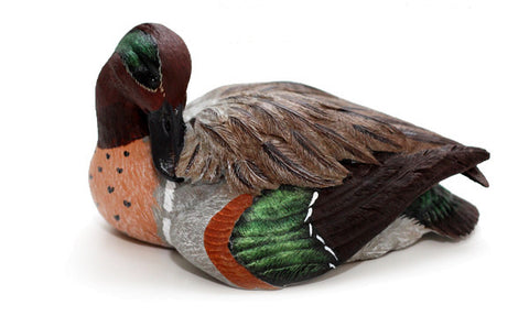 Tilted Head Green-winged Teal Drake